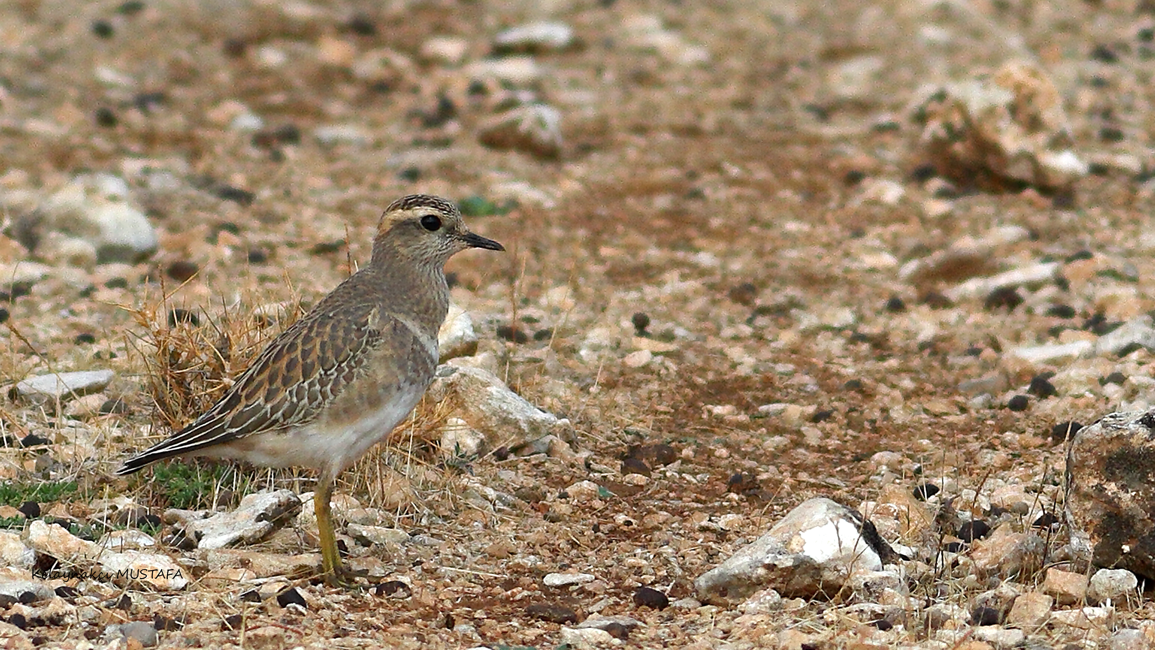 Eurasian Dotterel
